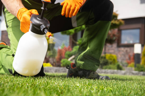 Best Rat Extermination Near Me  in El Macero, CA