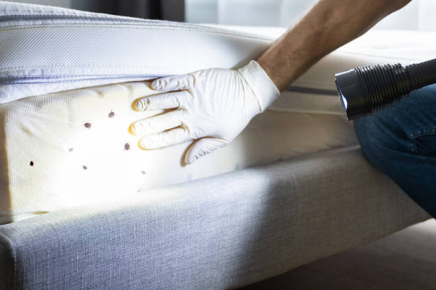  El Macero, CA Pest Control Pros