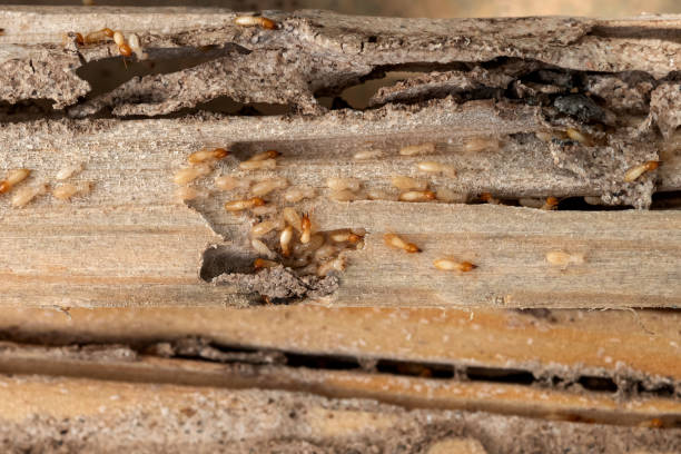 Reliable El Macero, CA Pest Control Solutions
